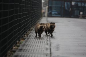 たぬきのつがい